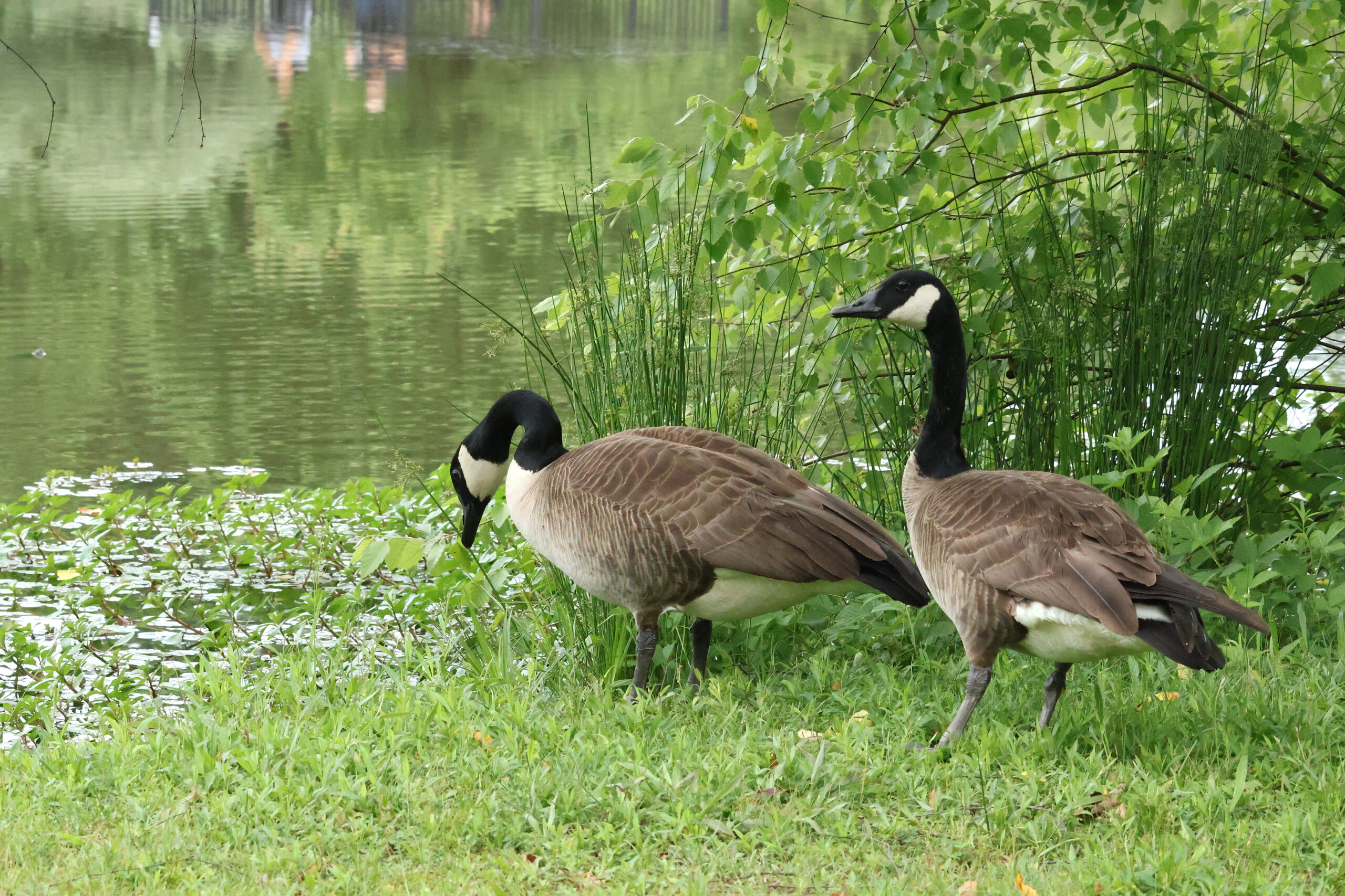 Canadian Geese enter Frogshackle Pond