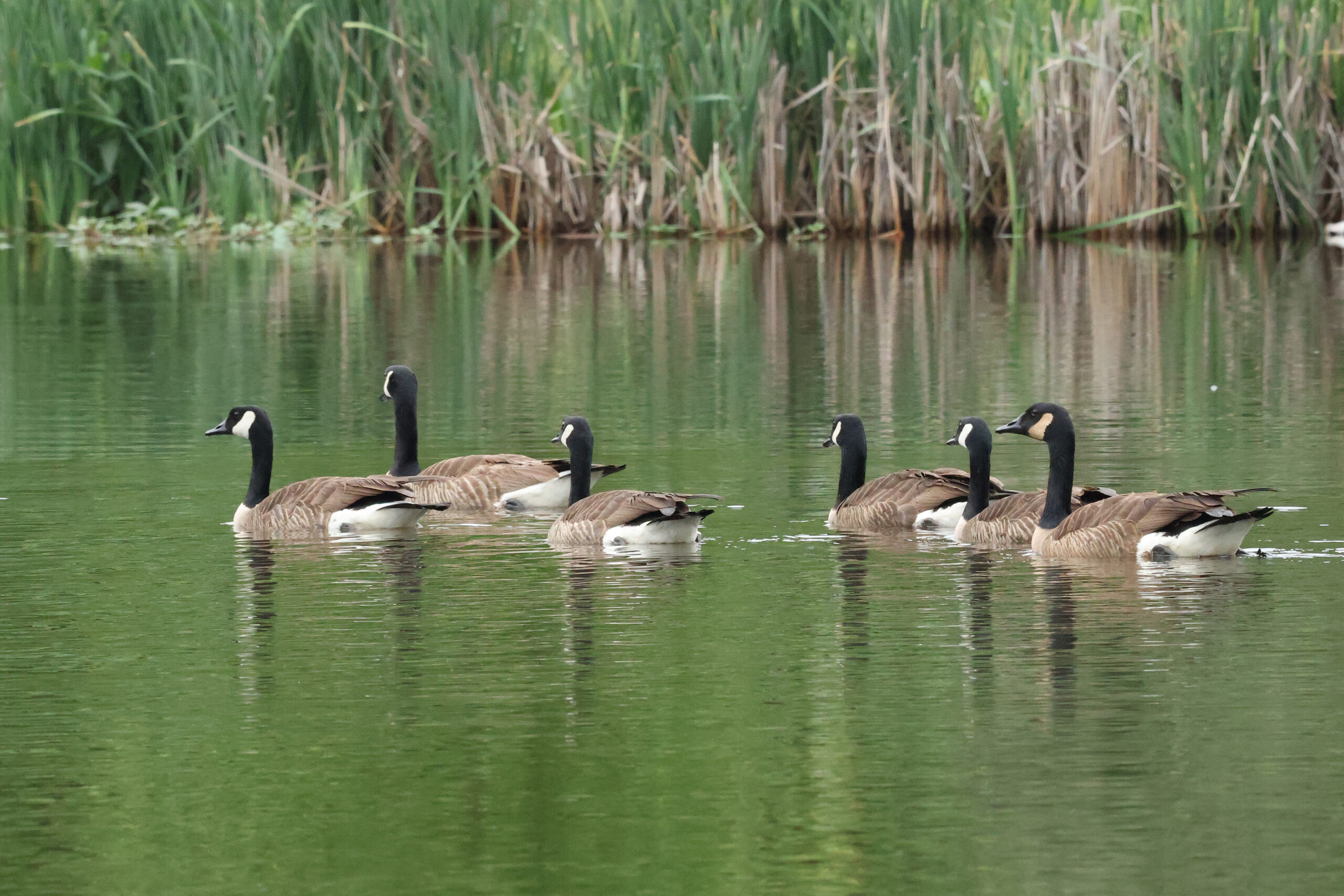 Canadian Geese at Claude Moore Farm