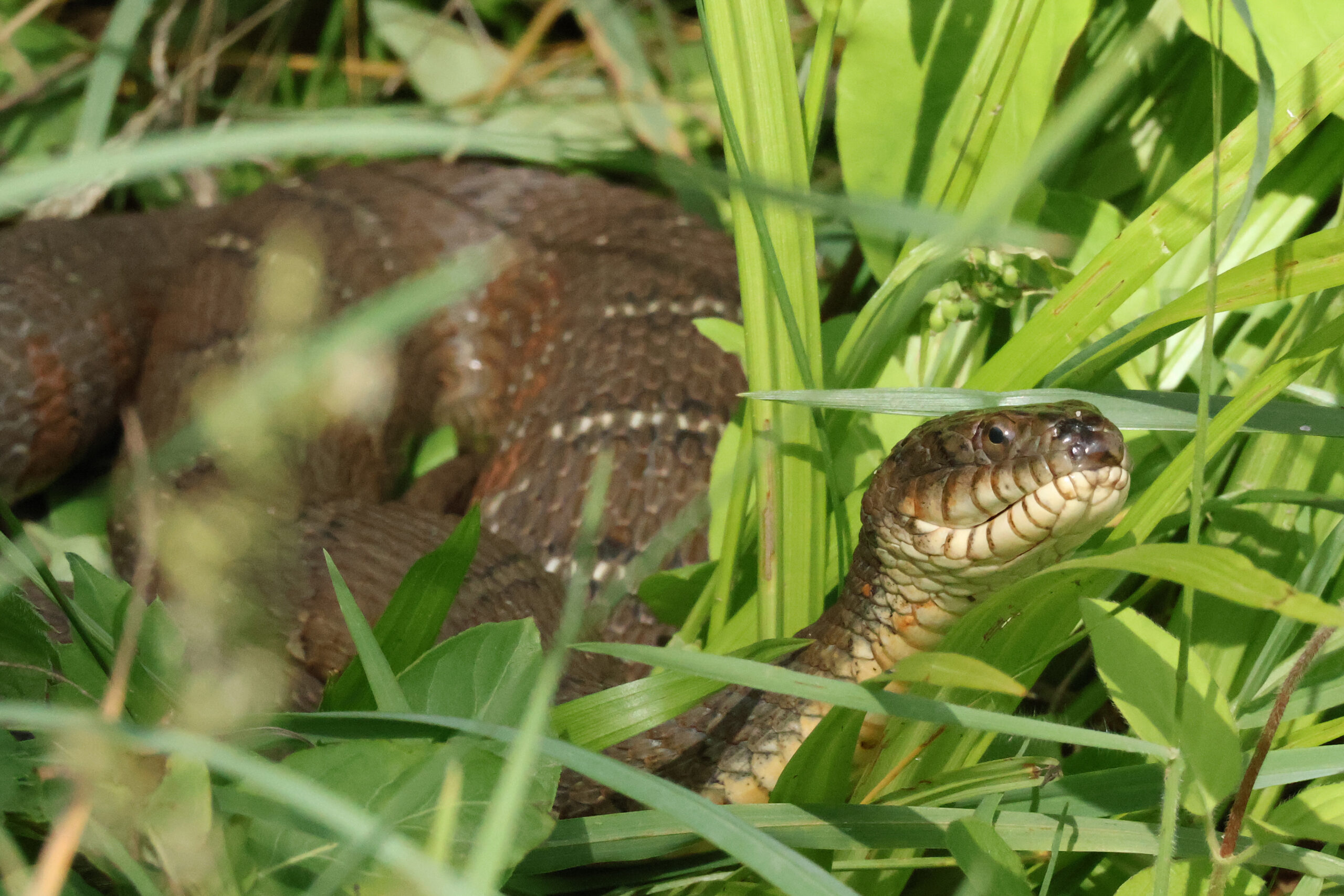 Northern Watersnake