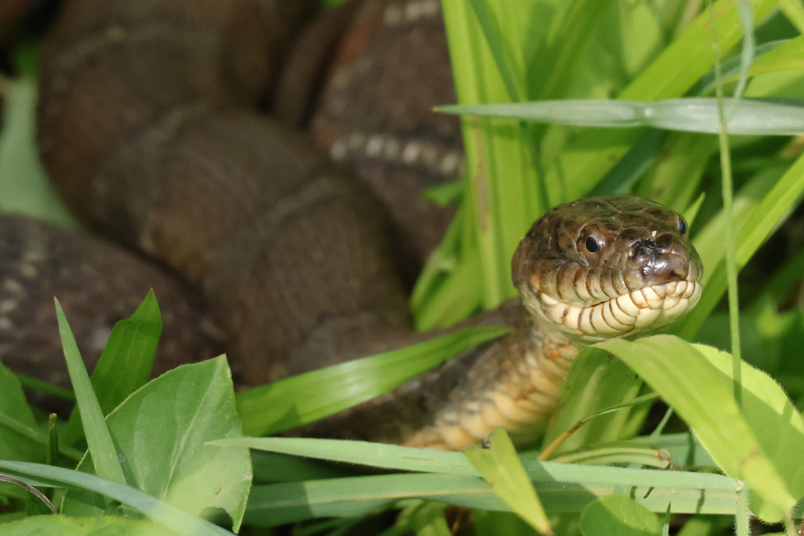 Northern Watersnake