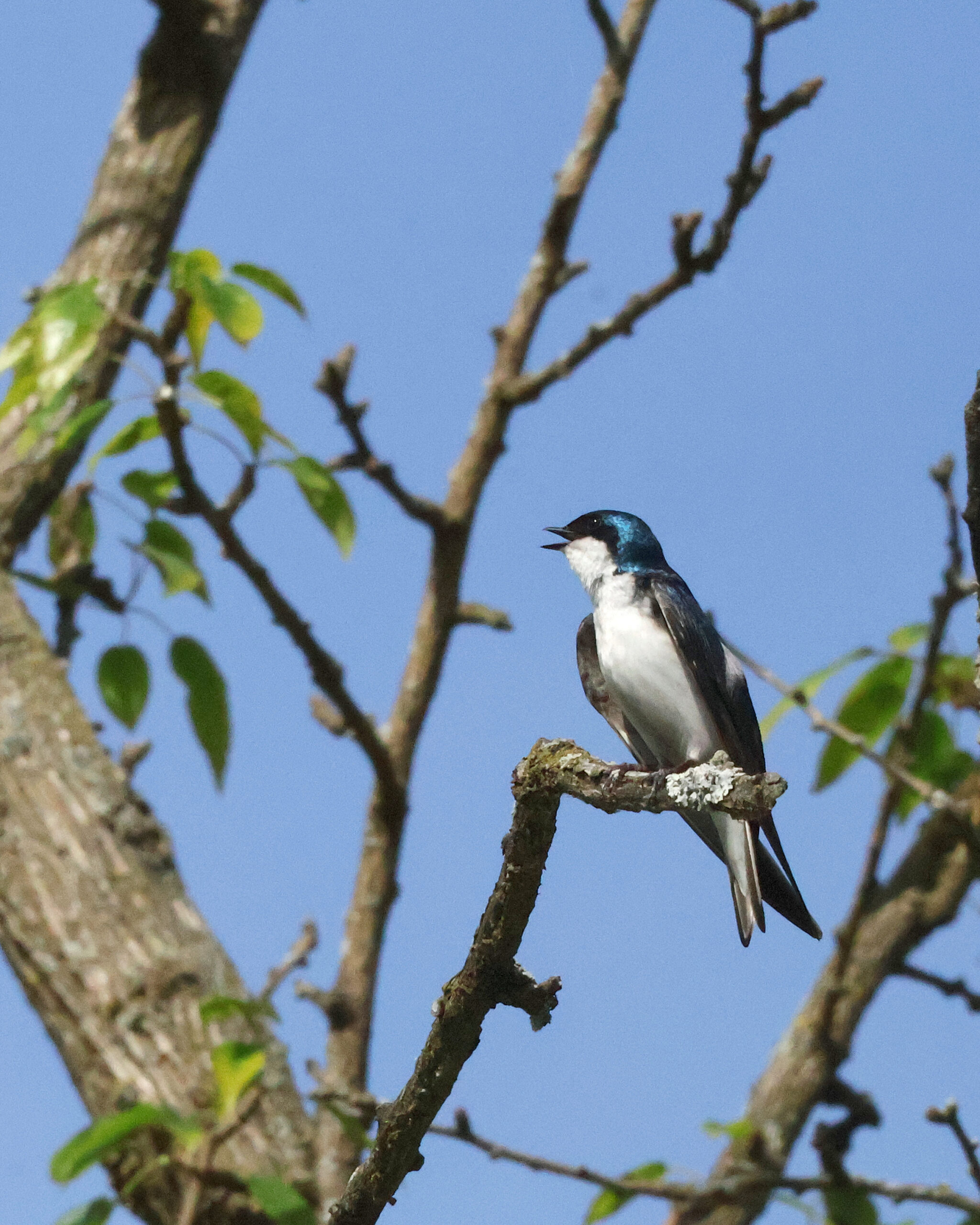 Tree Swallow Singing