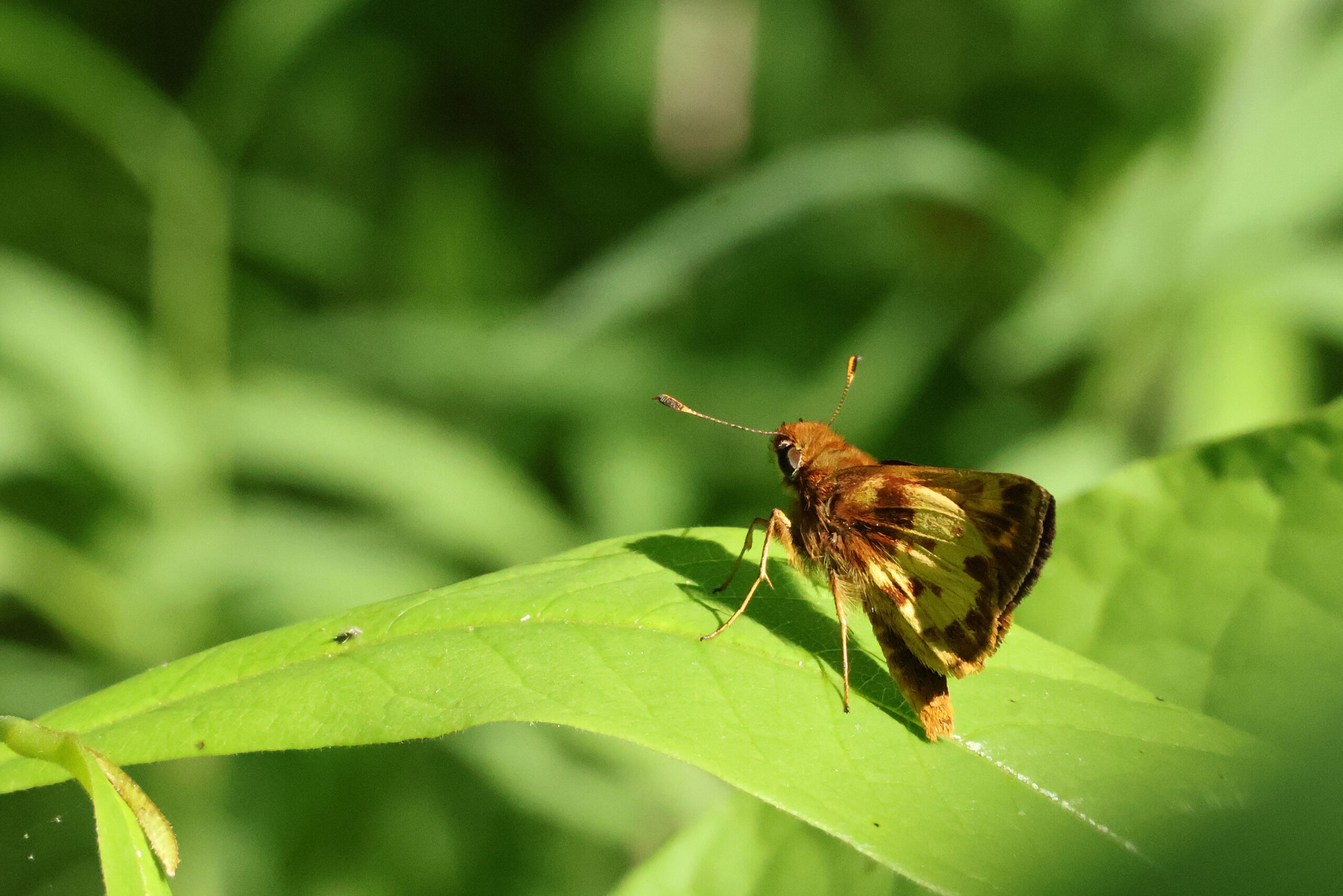 Mulberry Wing Butterfly