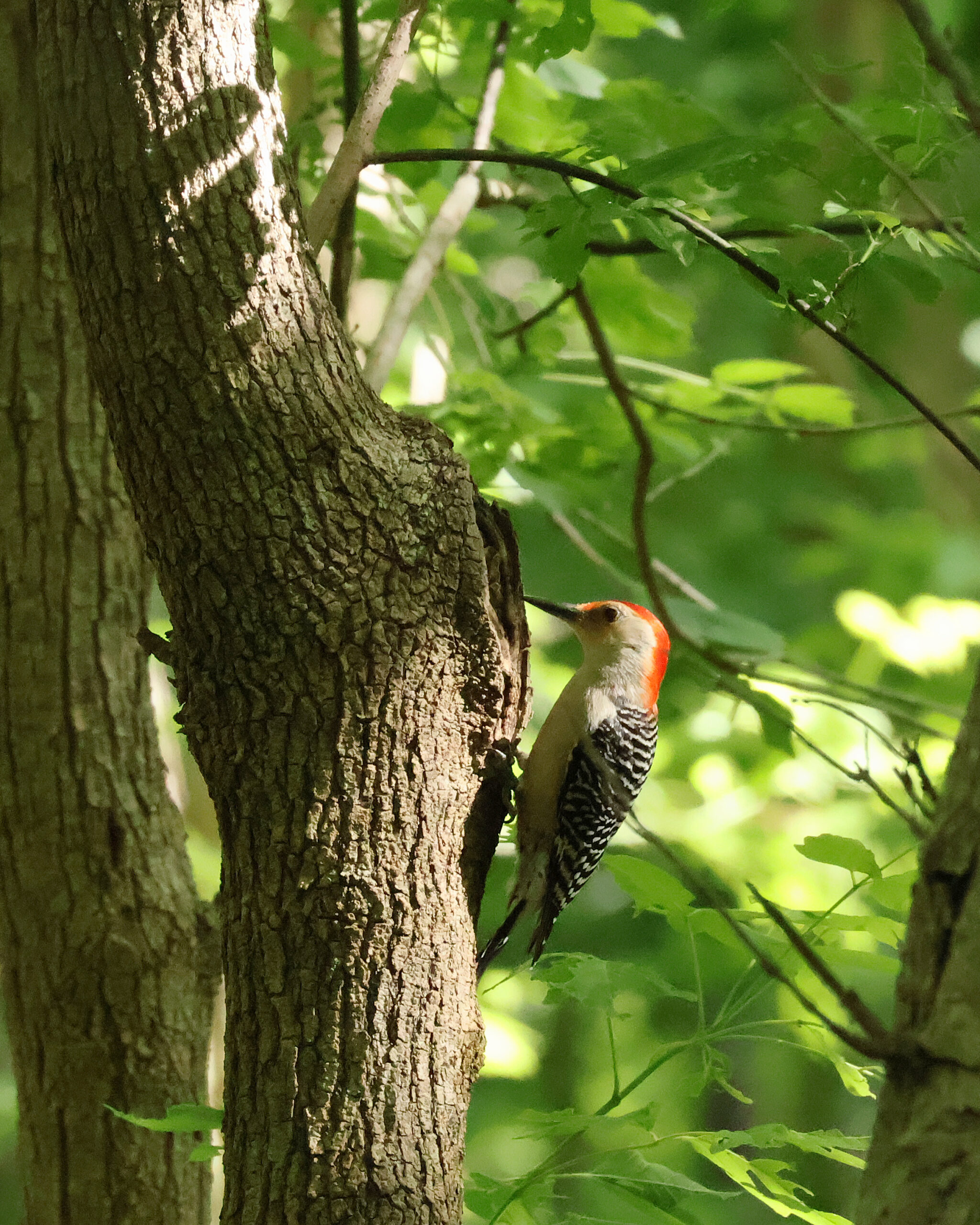 Red-Bellied Woodpecker