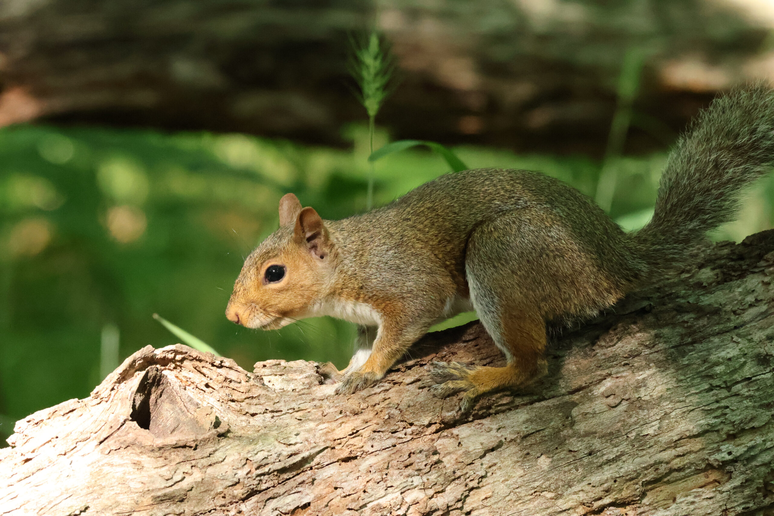 Squirrel on Log