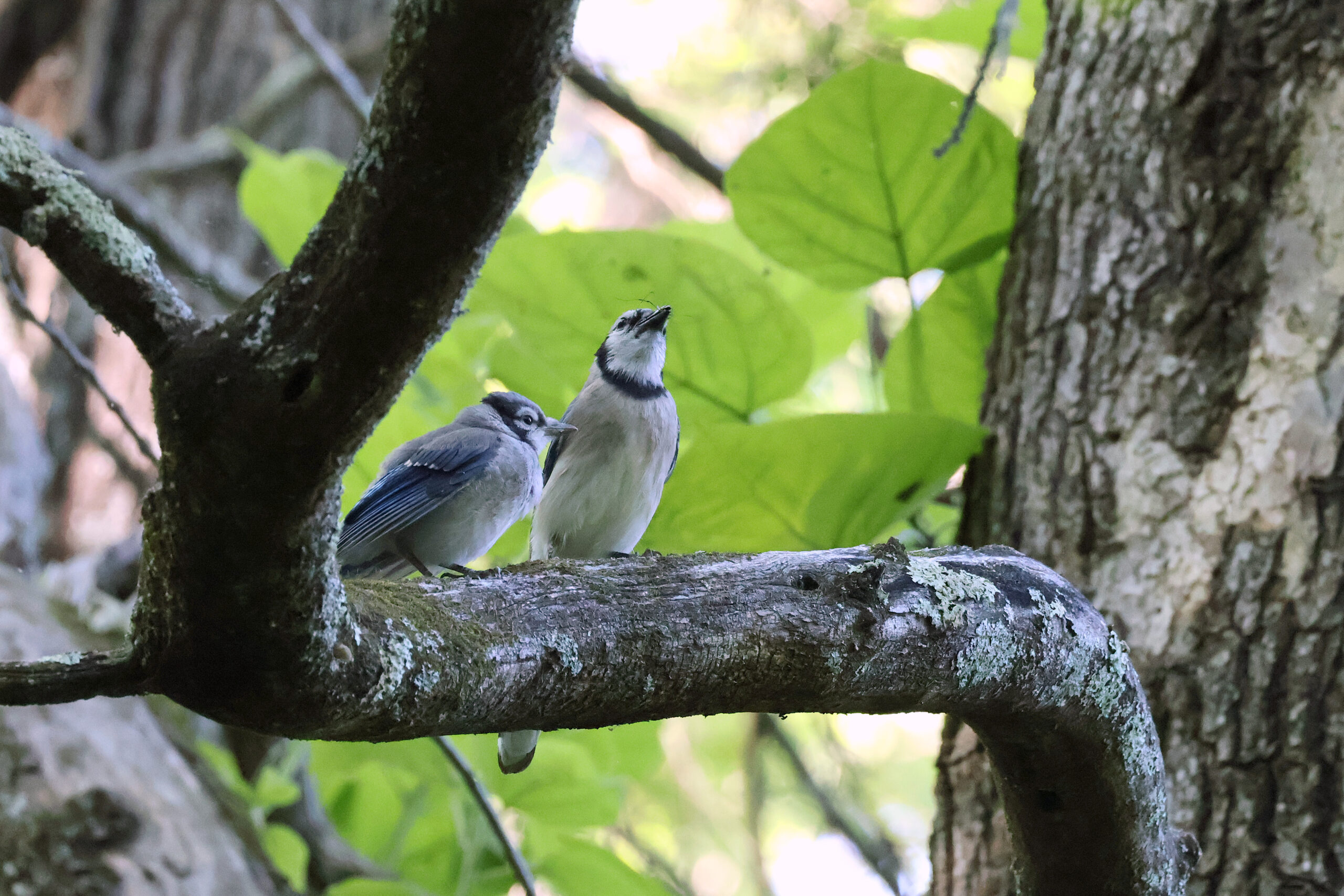 Bluejay Feeding Baby