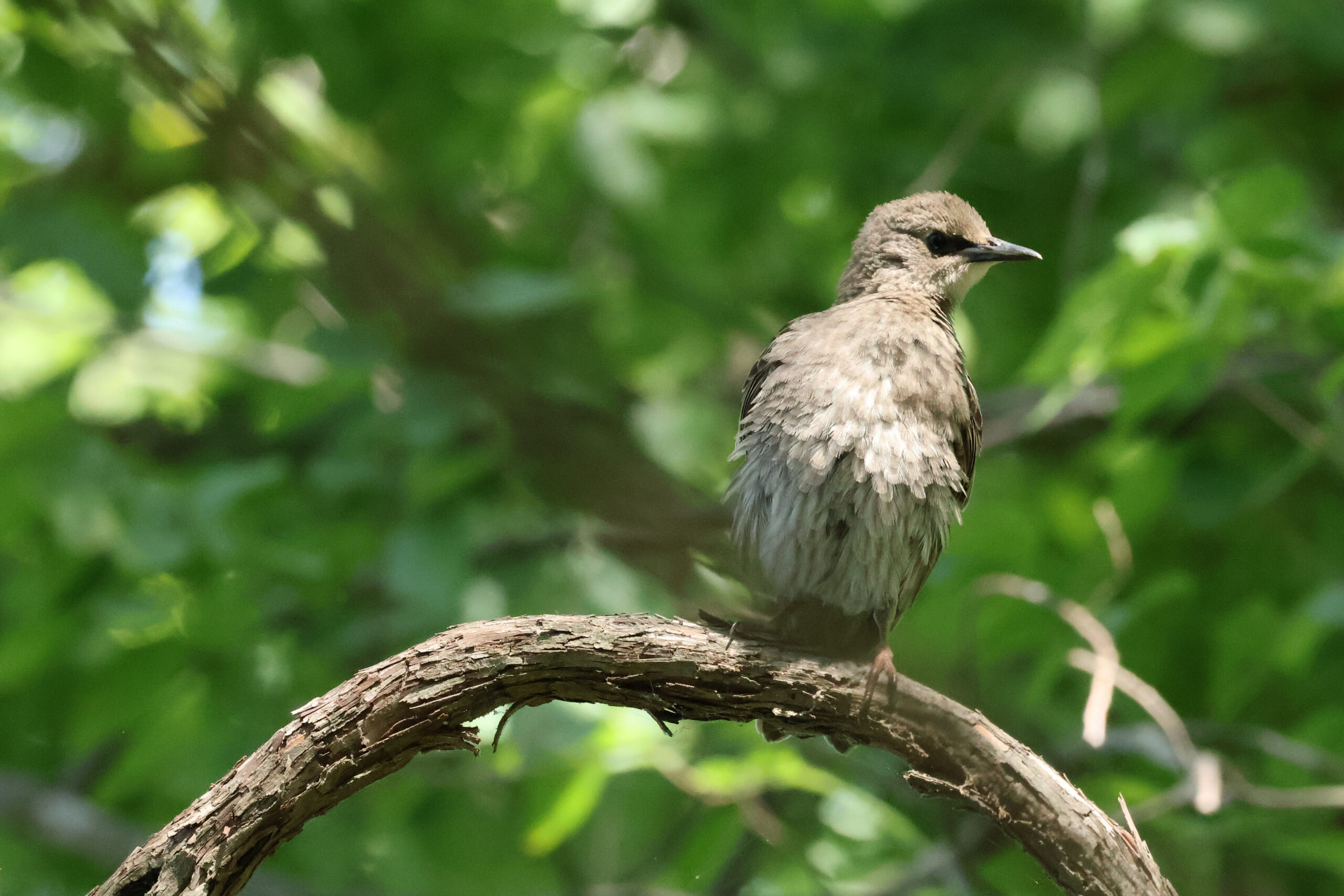 Starling Baby