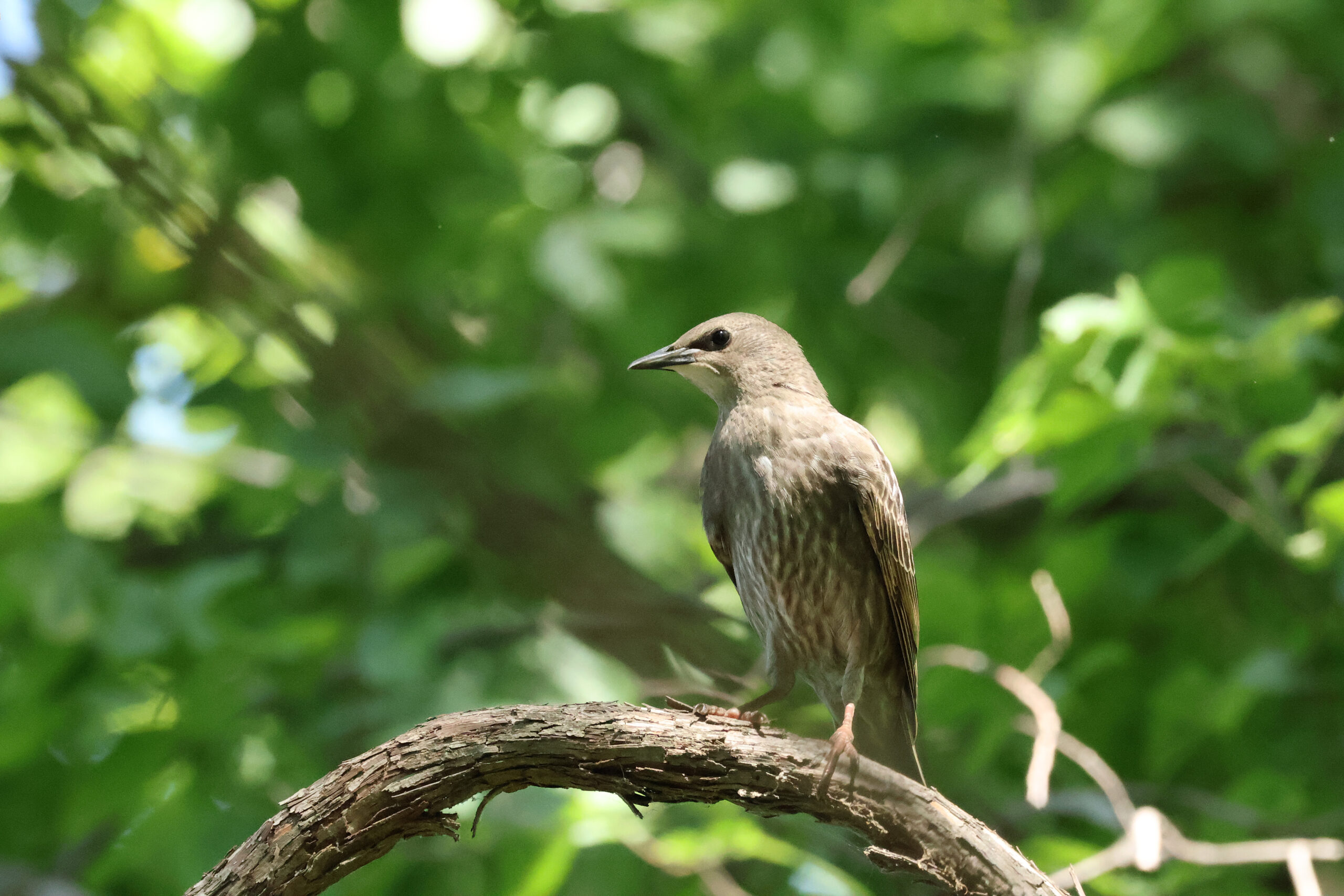 Starling Mother