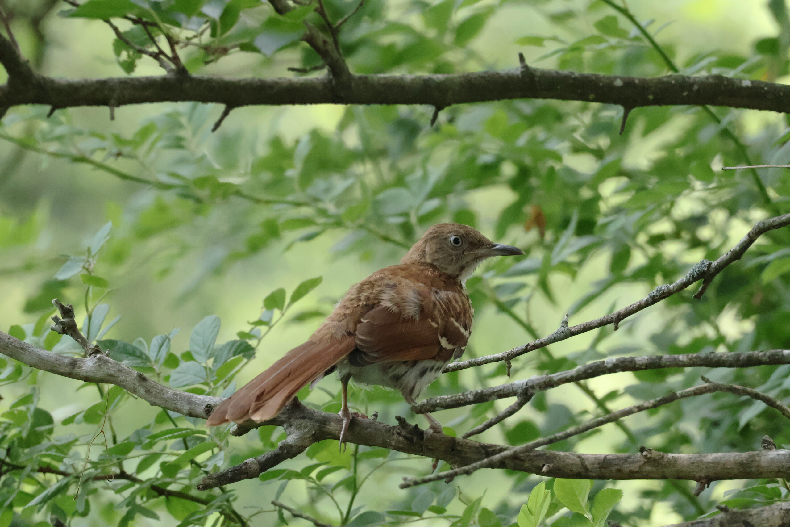 Brown Thrasher on Branch