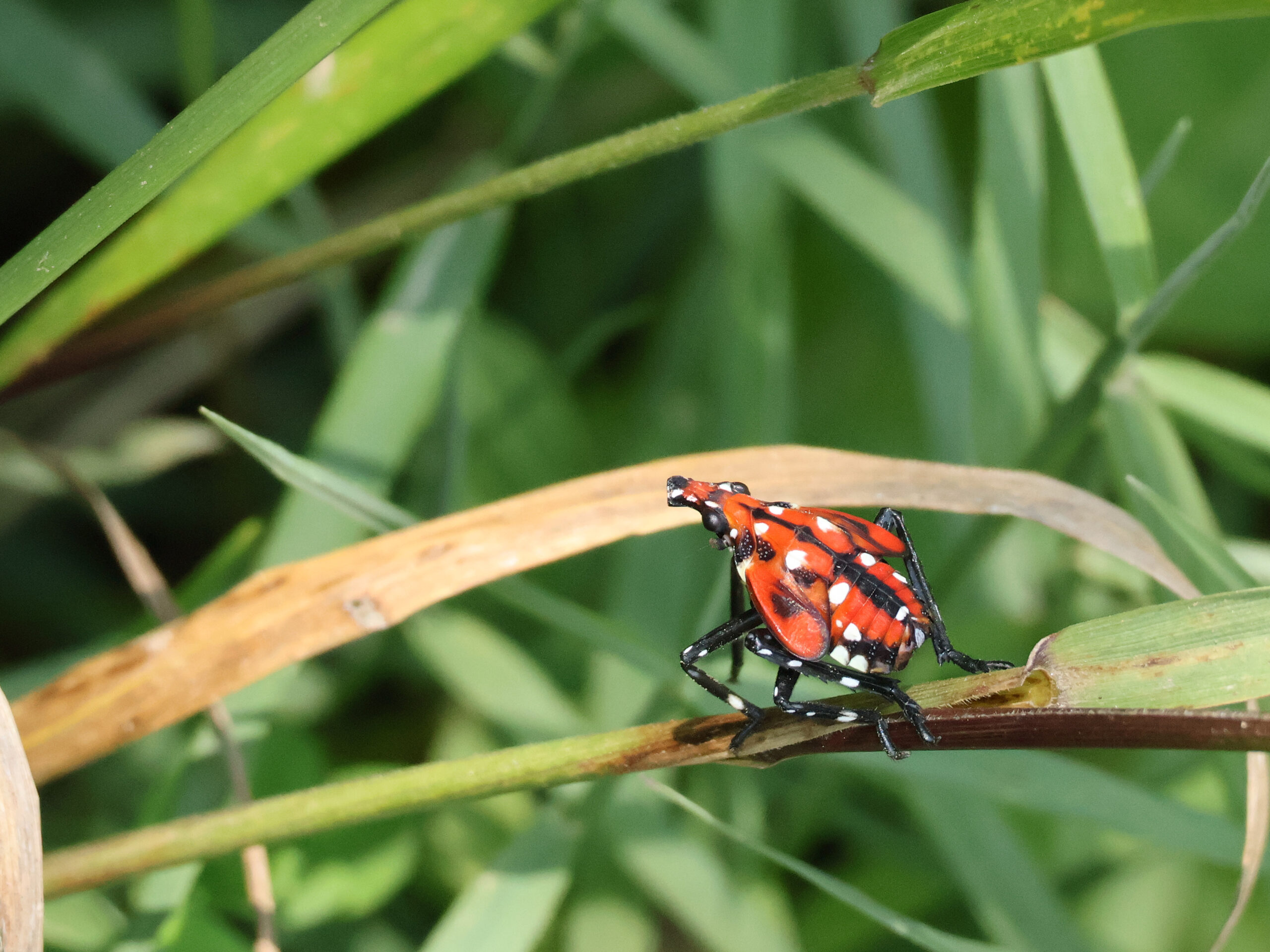 Spotted Lanternfly Nymph