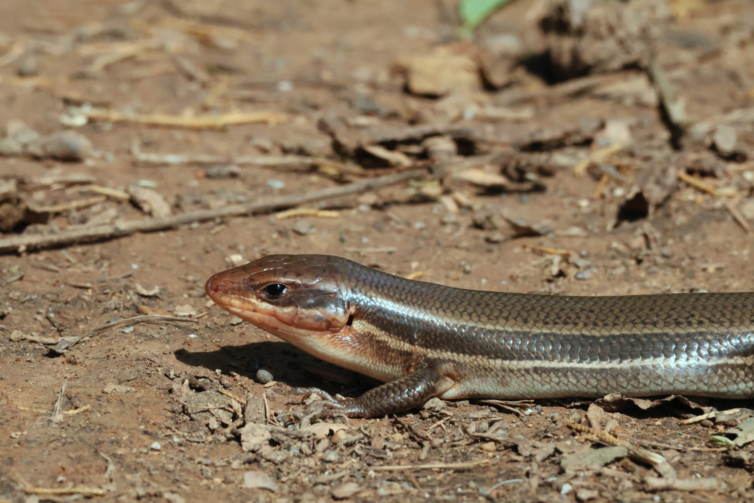 5-Lined Skink