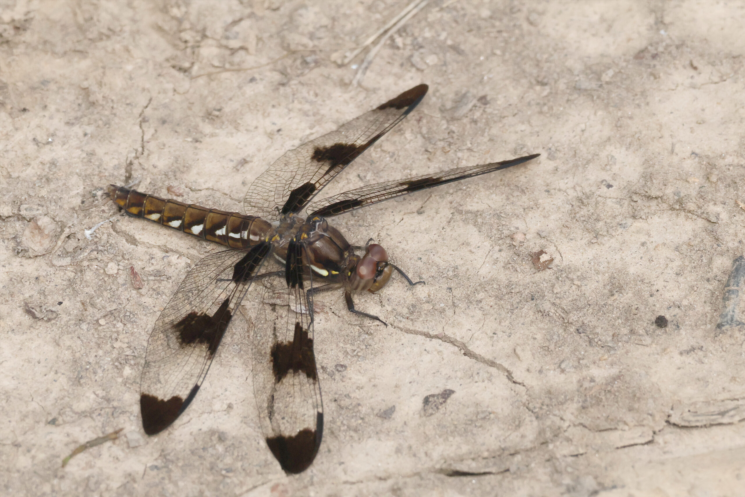 Female Common Whitetail Dragonfly