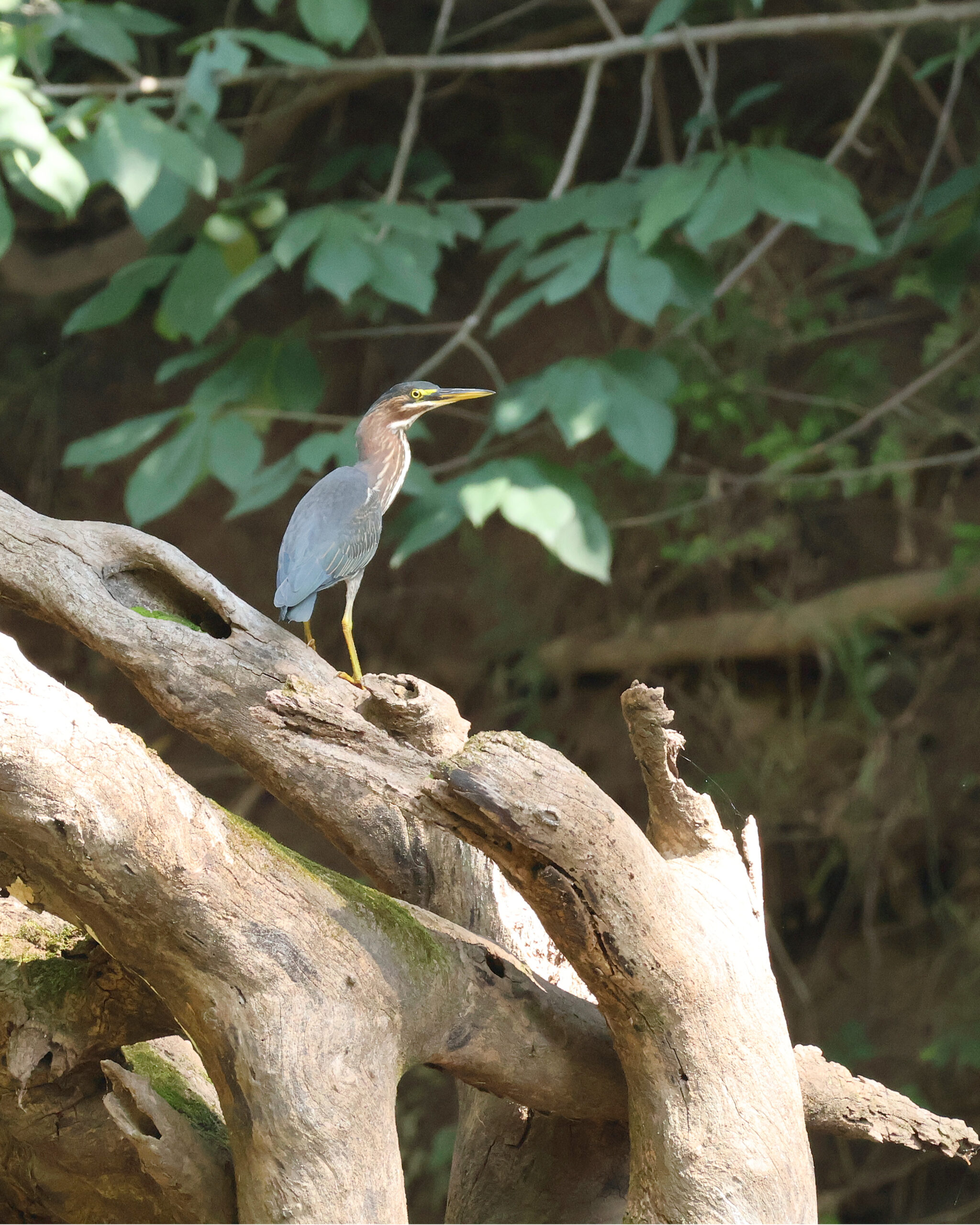 Green Heron at Sugarland Run