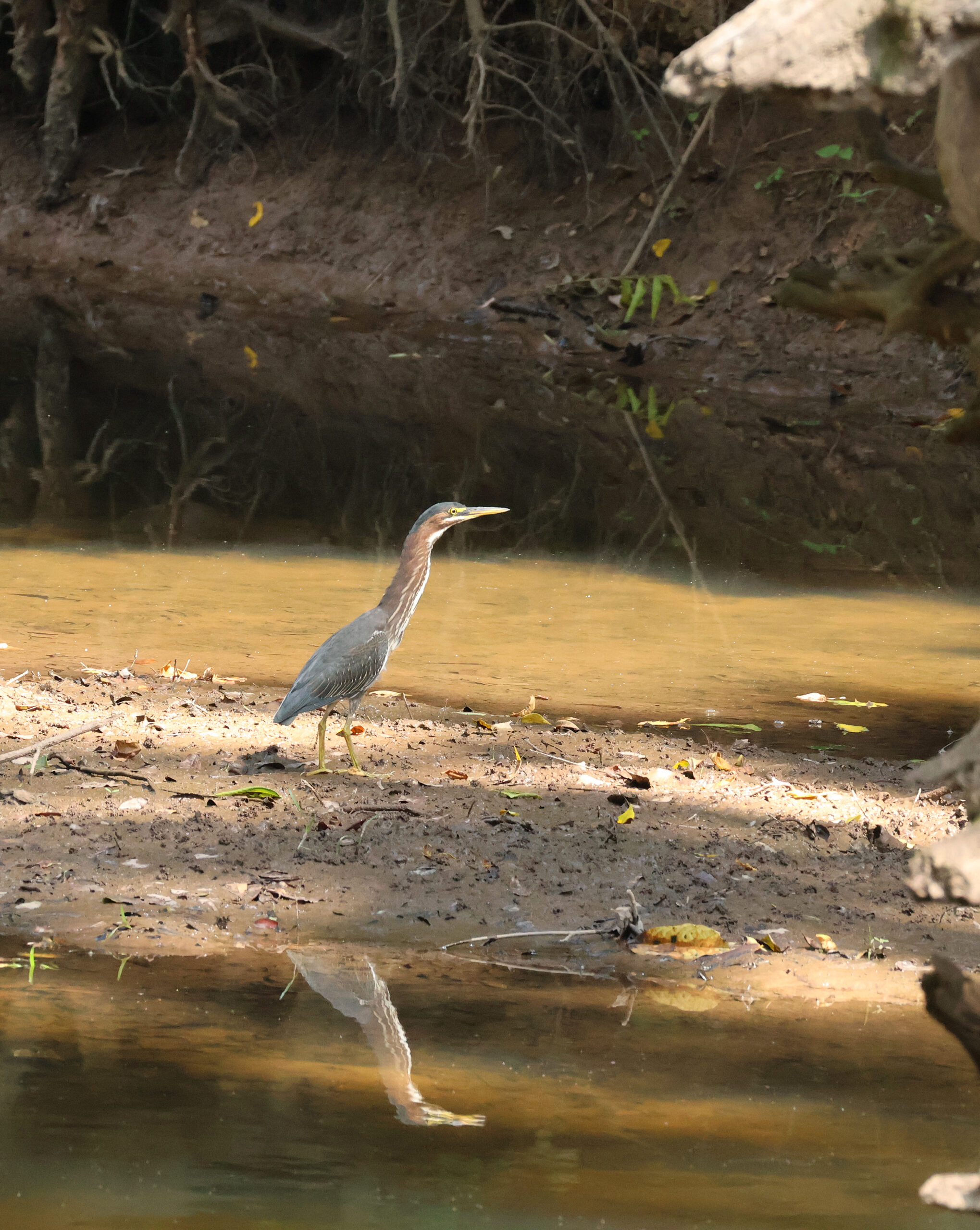 Green Heron at Sugarland Run