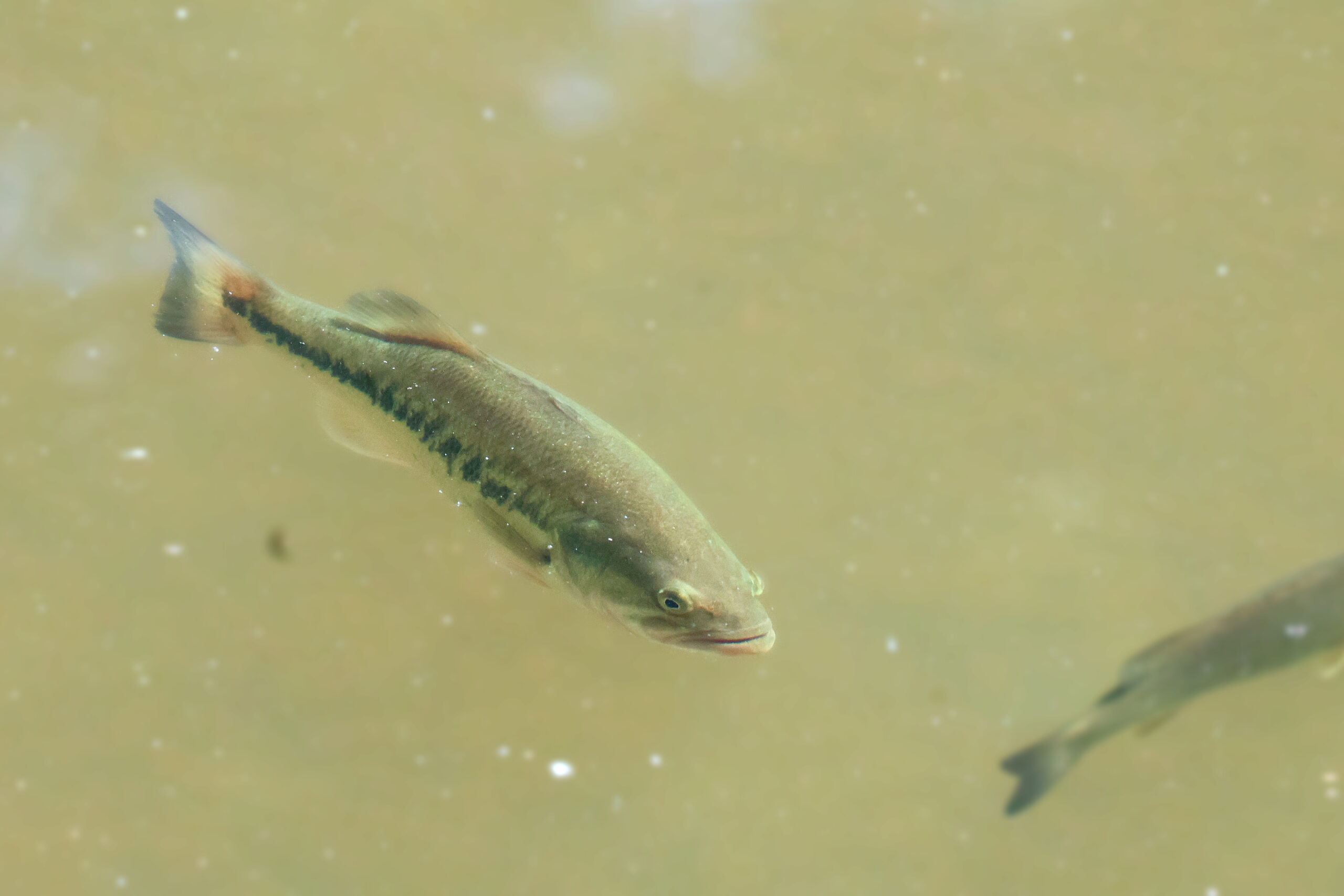 Largemouth Bass in Sugarland Run