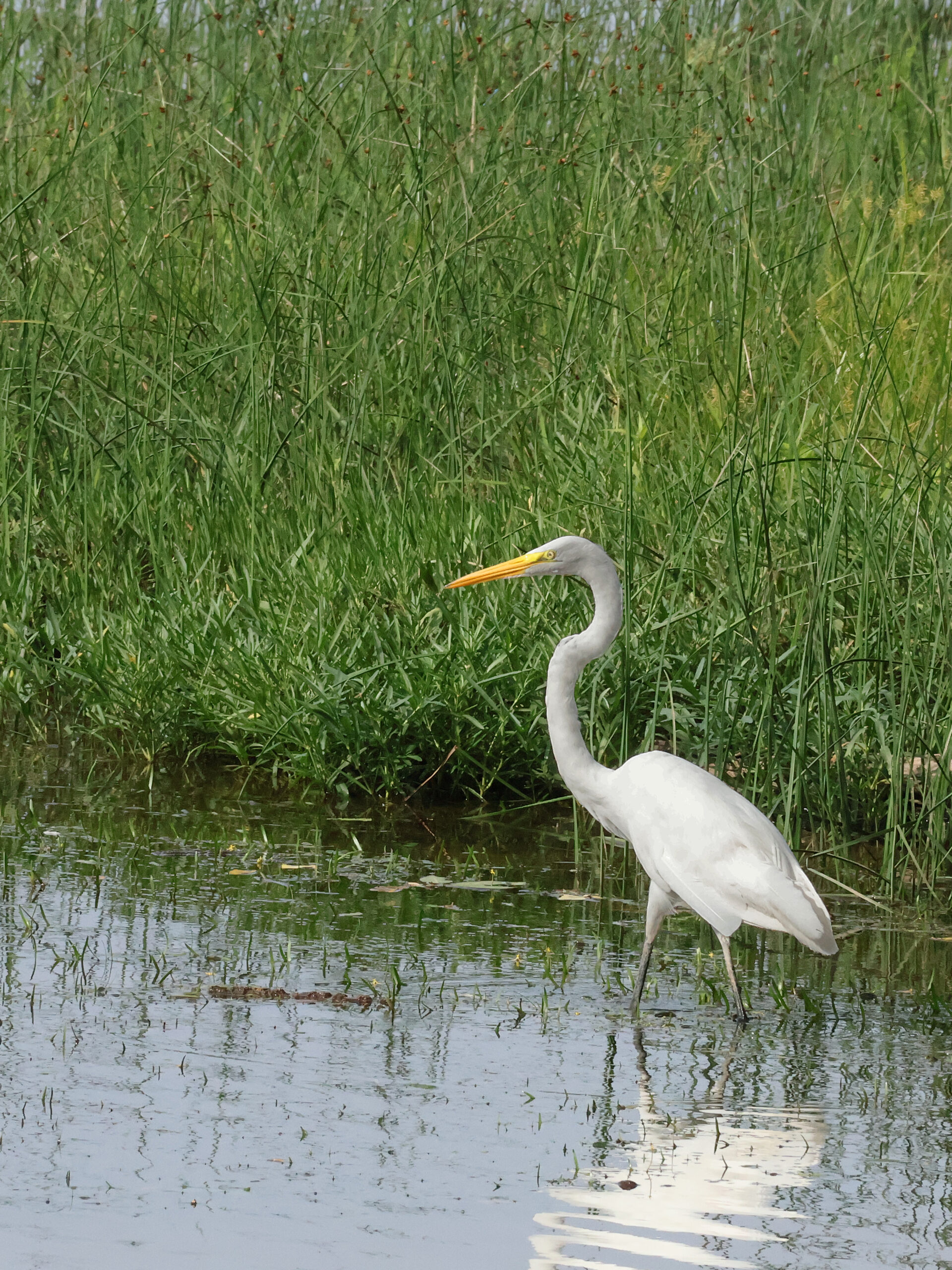 Great Egret at Sugarland Run