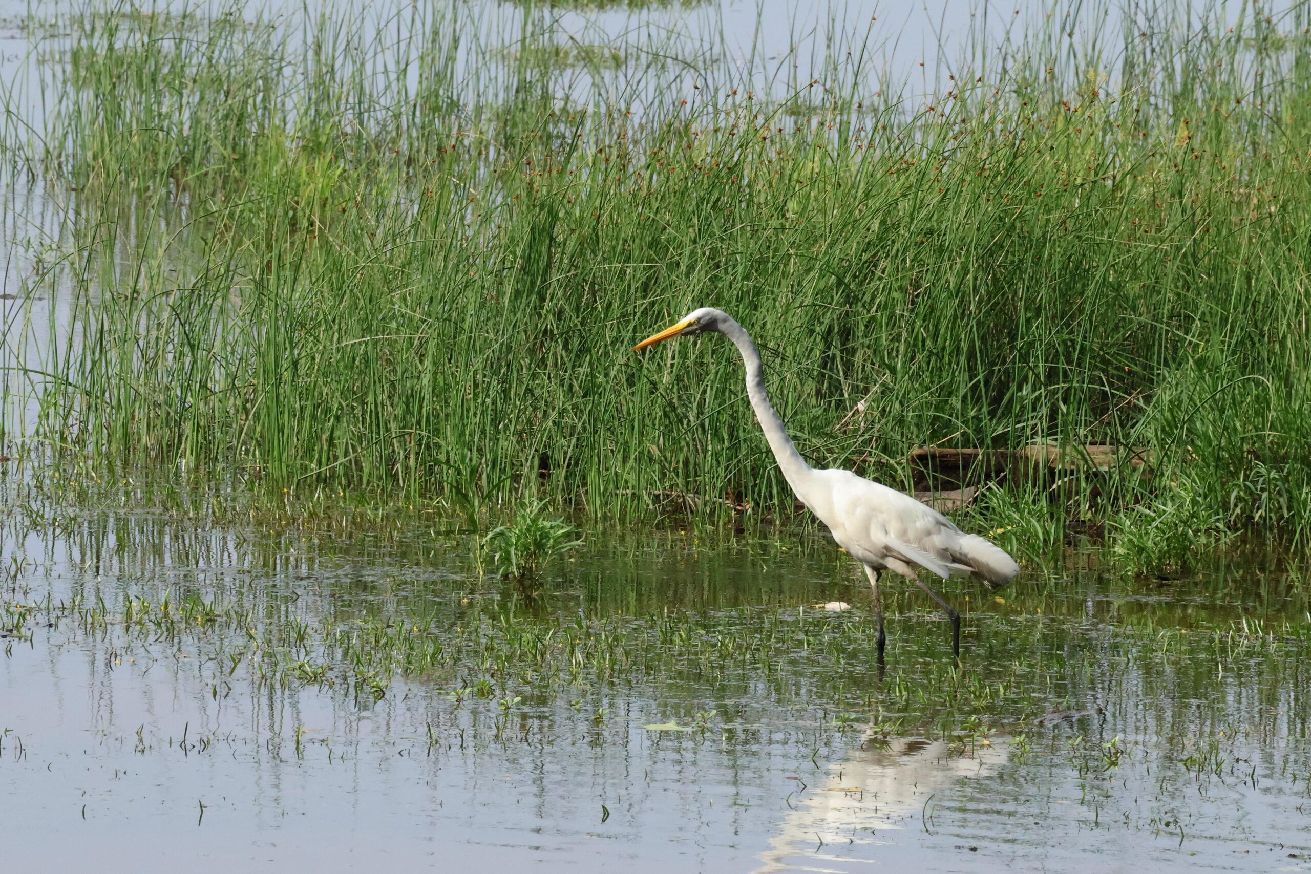 Great Egret at Sugarland Run