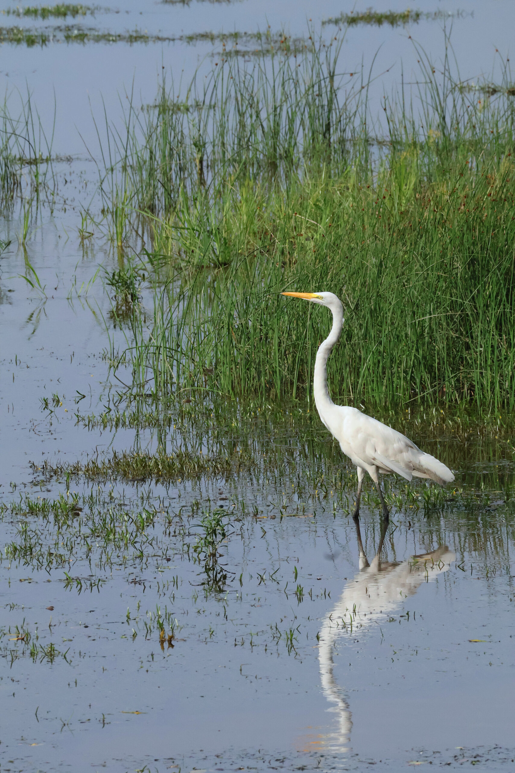 Great Egret at Sugarland Run