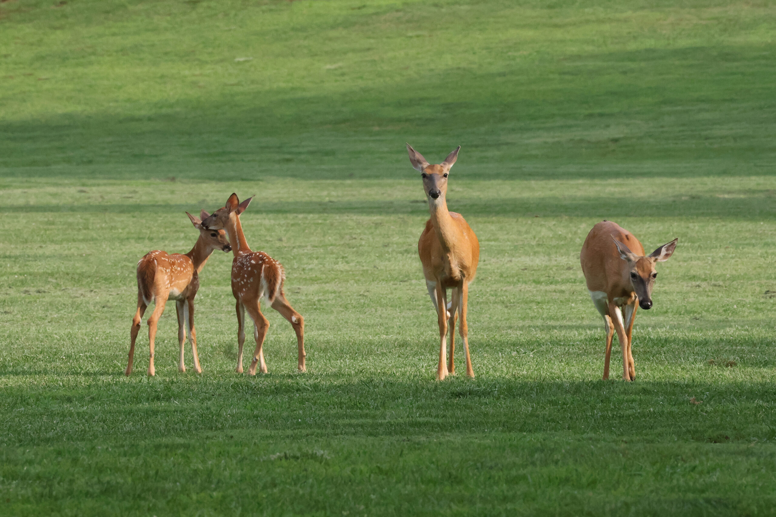 Does and Fawns on the Driving Range