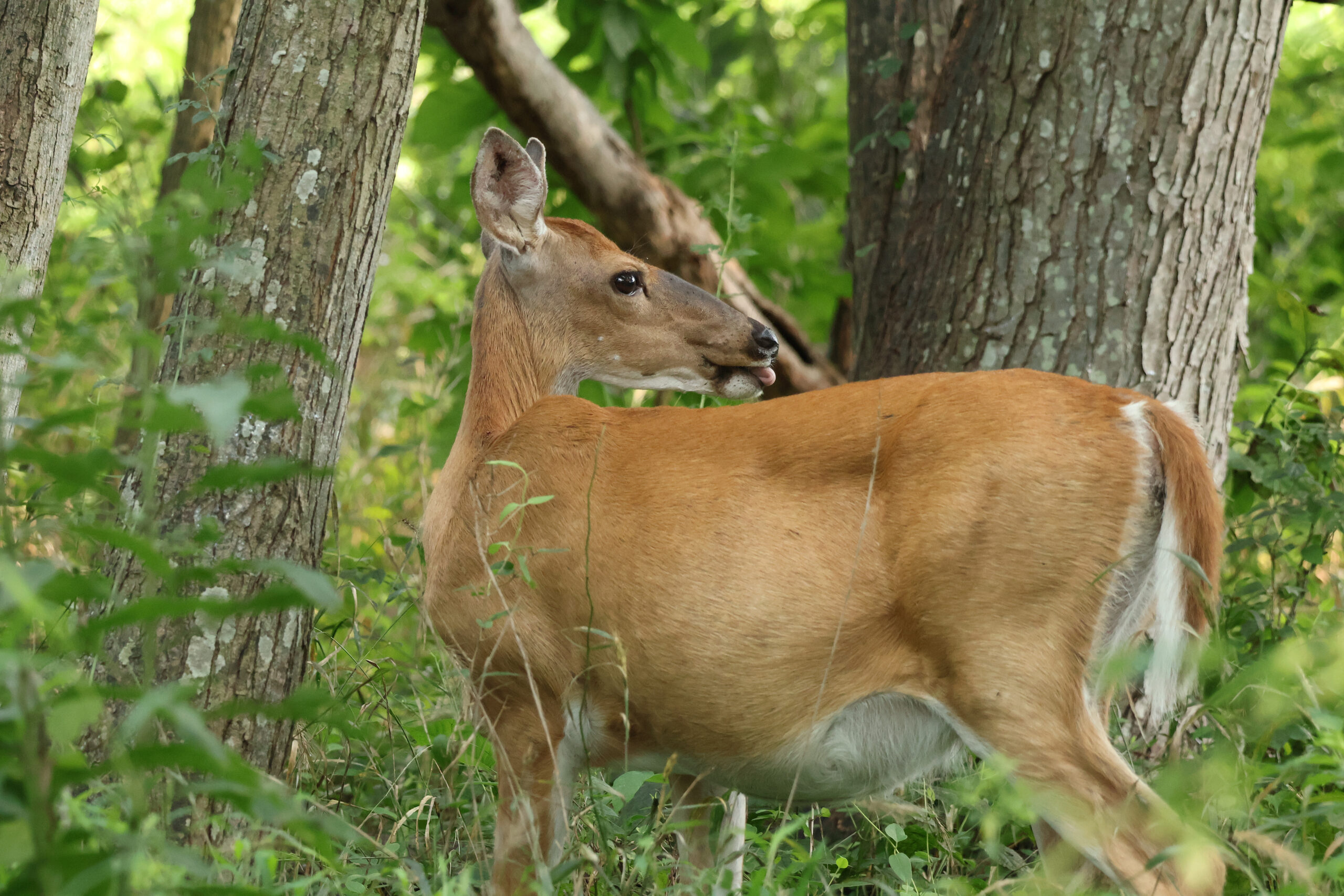 Curious Doe
