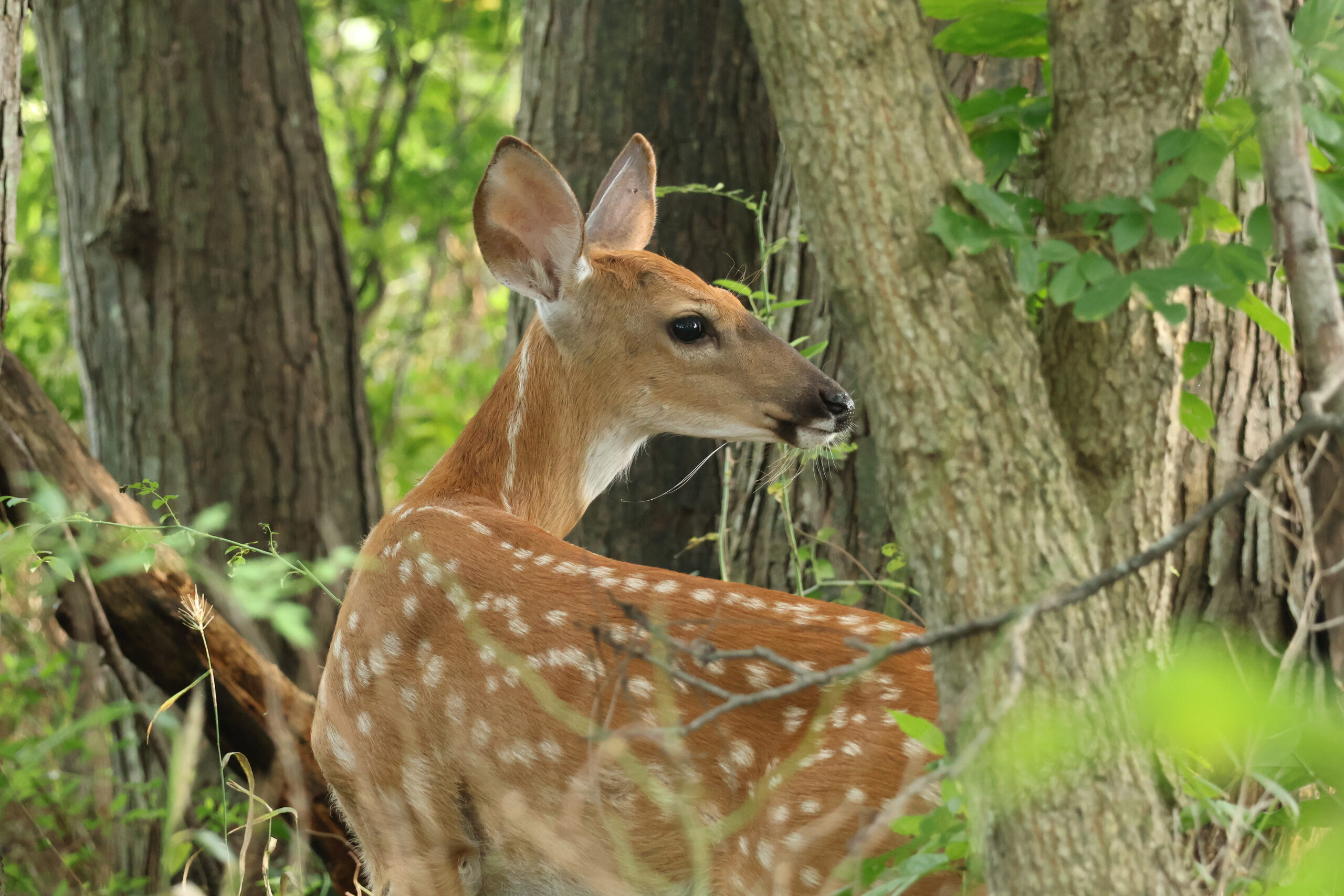 Spotted Fawn