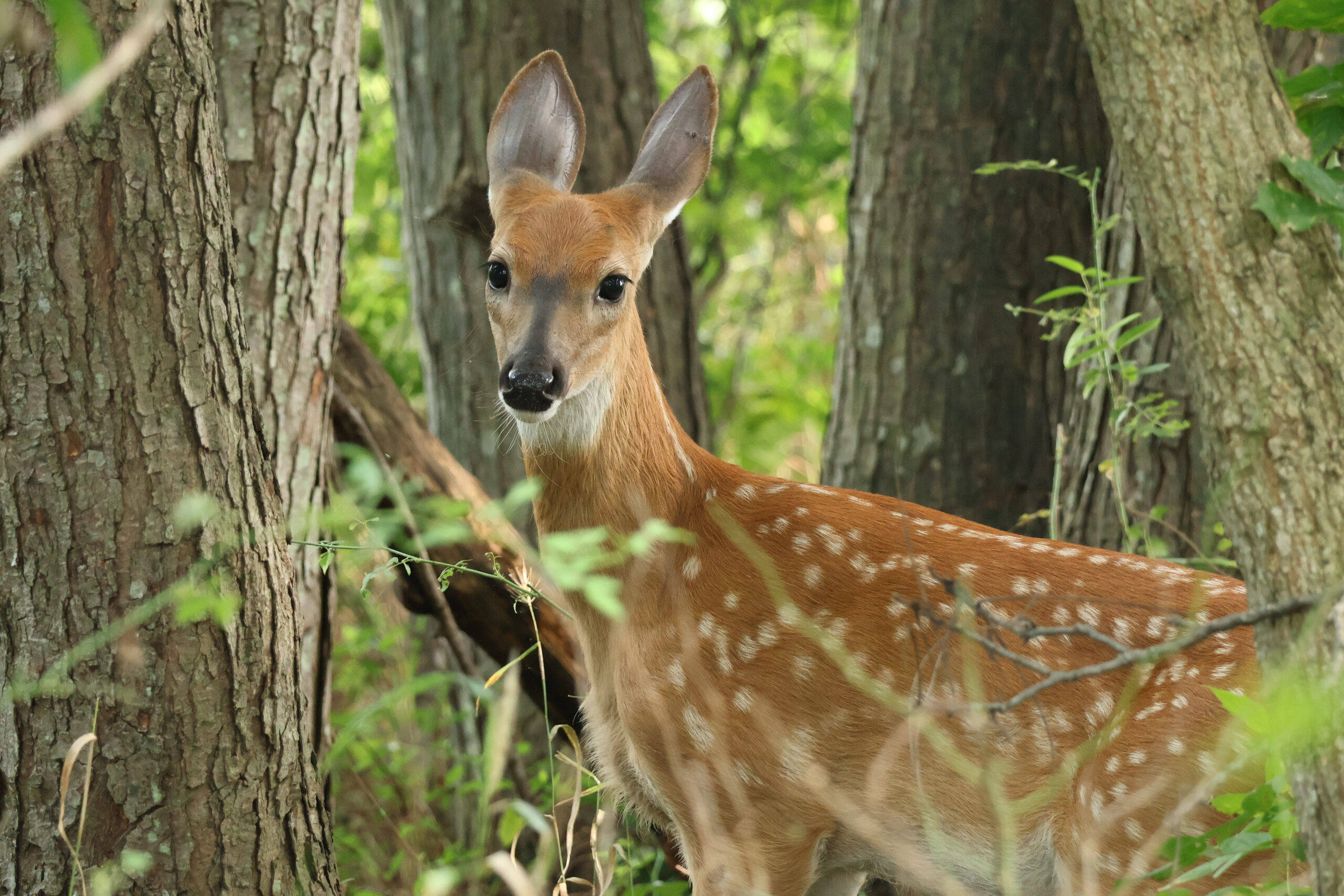 Curious Fawn