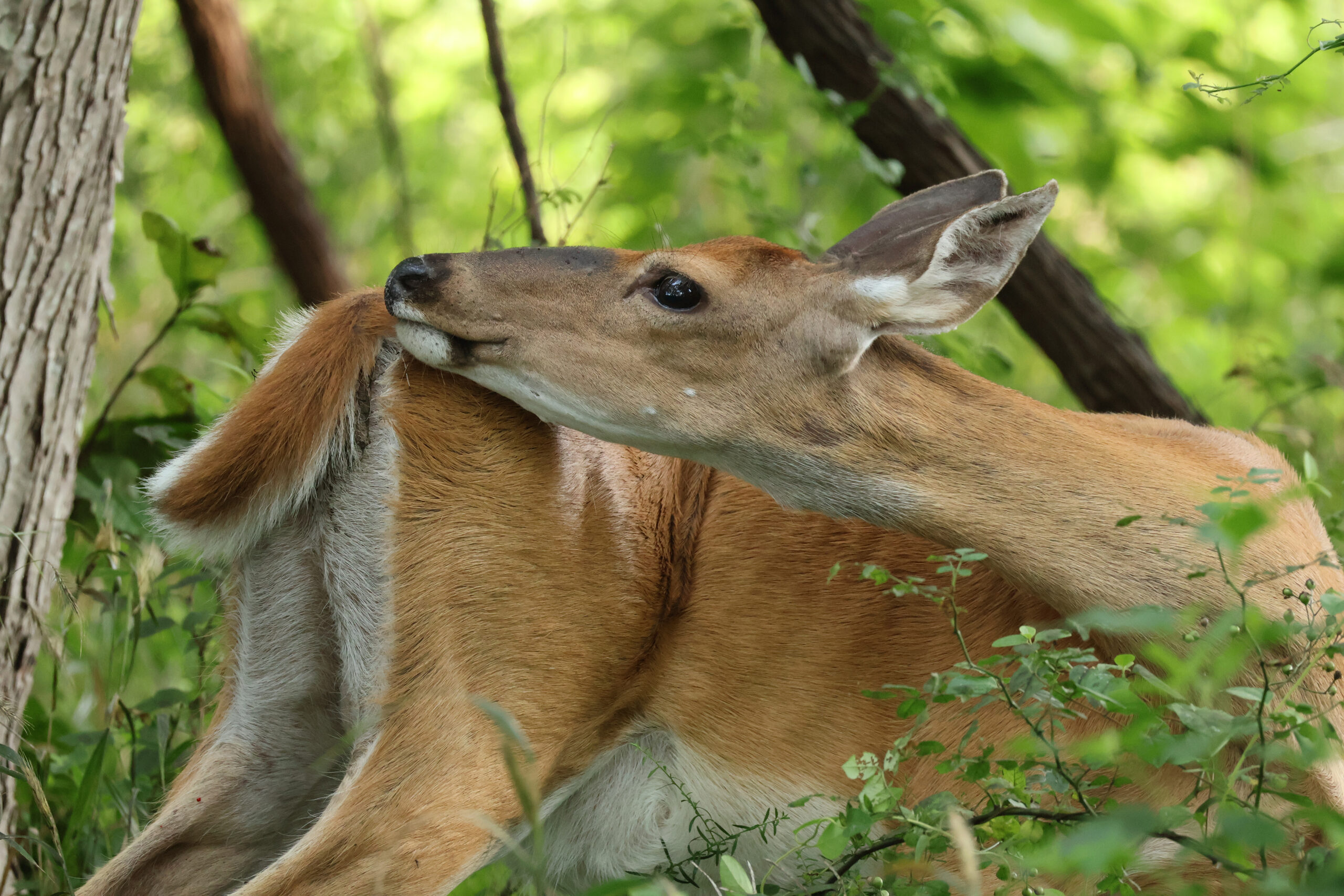 Doe Grooming