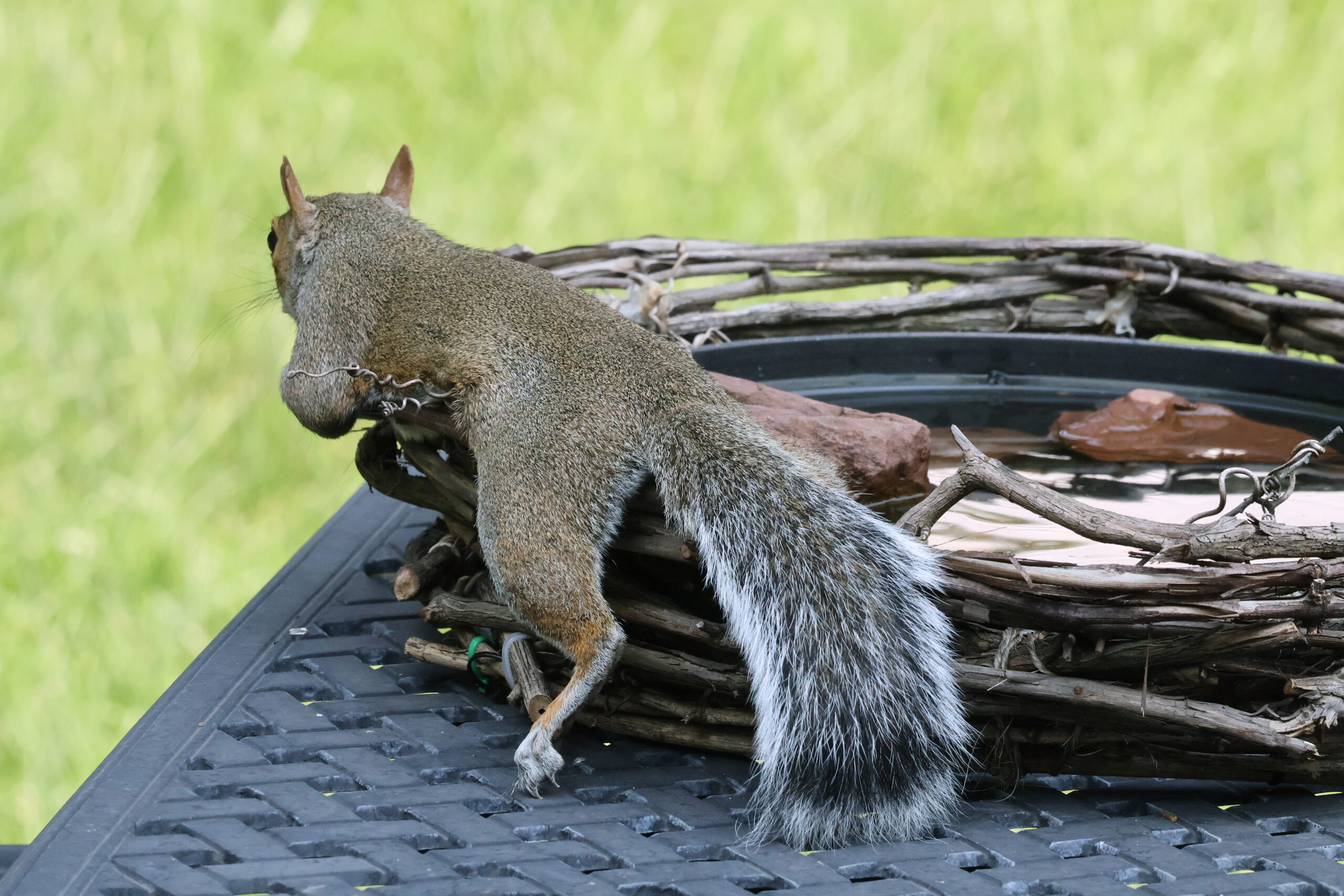 Squirrel Cooling in Bird Bath